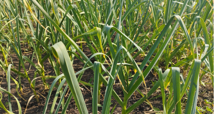 Чеснок закручивается в стрелки — ни минуты не теряю: банку под куст — головкам становится тесно на грядке