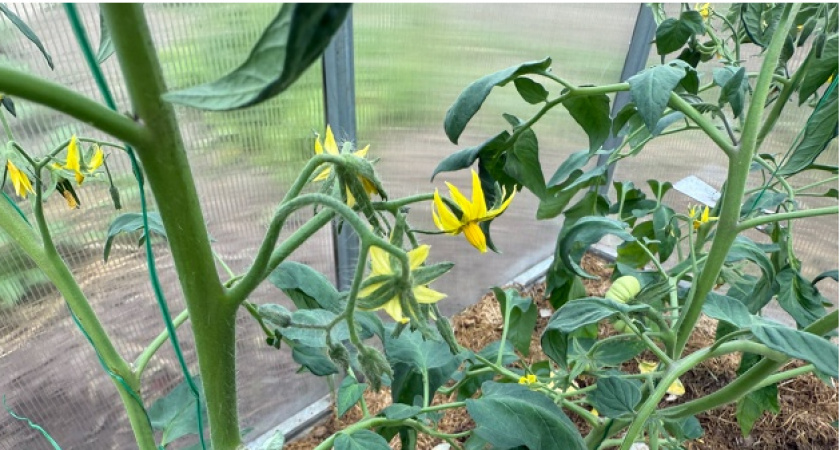 Вижу цветочки на томатах — тут же выливаю банку под куст: пустоцветы исчезли, завязям даже жара не помеха