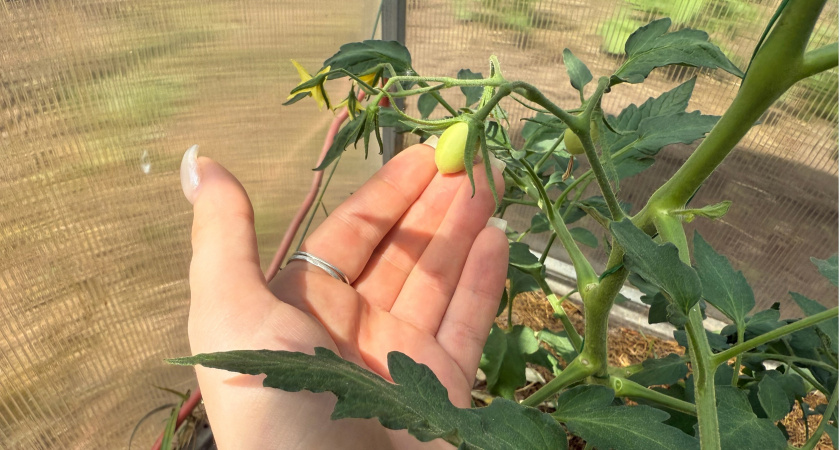 Мои томаты «кайфуют» от этой подкормки: лью стакан под куст — набирают завязи за 2 дня, а стебли — с палец толщиной