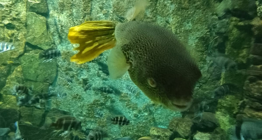 Прокуратура обнаружила ряд нарушений в работе пензенского океанариума