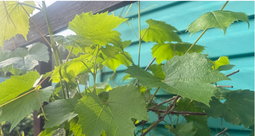 В обязательном порядке обрезаю чёрную смородину в конце июня — увеличиваю урожай на будущий год — главное, делать это правильно