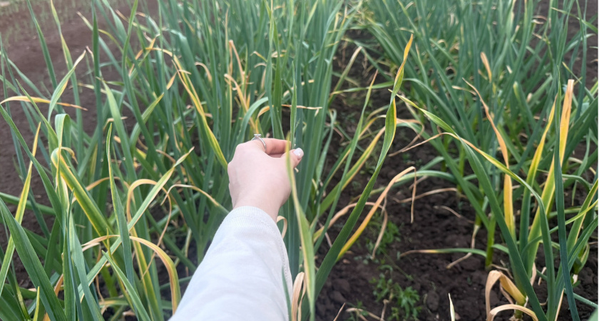 Пожелтел лук? Агроном Гуляева поделилась, как бороться с луковой мухой в конце июня — поможет 1 приправа 