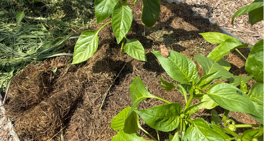 Перец зацвёл — тут же: 1 л под каждый куст — плоды завязываются как сумасшедшие — мощная подкормка для роста, завязей и плодов
