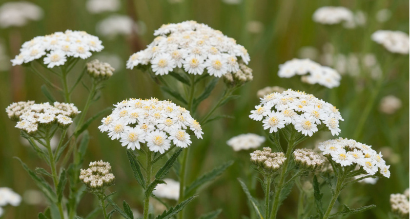 Эффектные многолетники для очень ленивых: шикарно цветут всё лето и не требуют к себе внимания