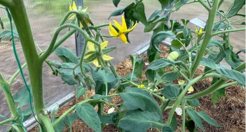 При цветении томатов — словно воздух: всего 15 г удобрения на 10 л воды в июле — завязи наливаются на глазах, ноль пустоцветов