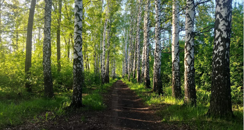 С начала 2025 года в Пензенской области потушено 13 лесных пожаров