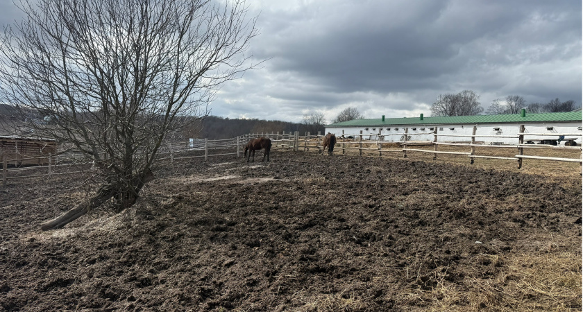 В Вадинском районе ветеринара оштрафовали за ненадлежащее содержание скотомогильника