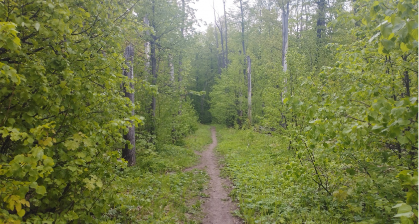 В Пензенской области стартовала выдача разрешений на добычу кабана