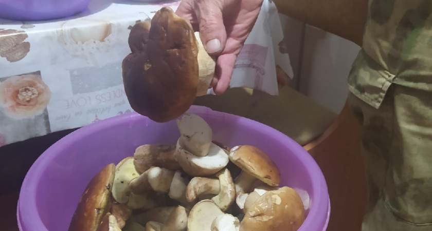 Нужно ли снимать кожицу со шляпок маслят: запомните раз и навсегда