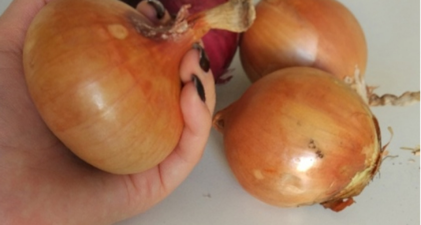 В июле даю луку «любимую подкормку»: репки вымахивают крупные, сочные, крепкие + никакой луковой мухи