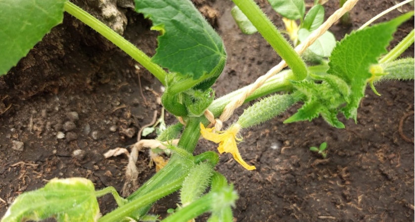 Ежегодно сталкиваюсь с пятнами на огурцах — научилась отличать опасные симптомы от пустяков: делюсь опытом