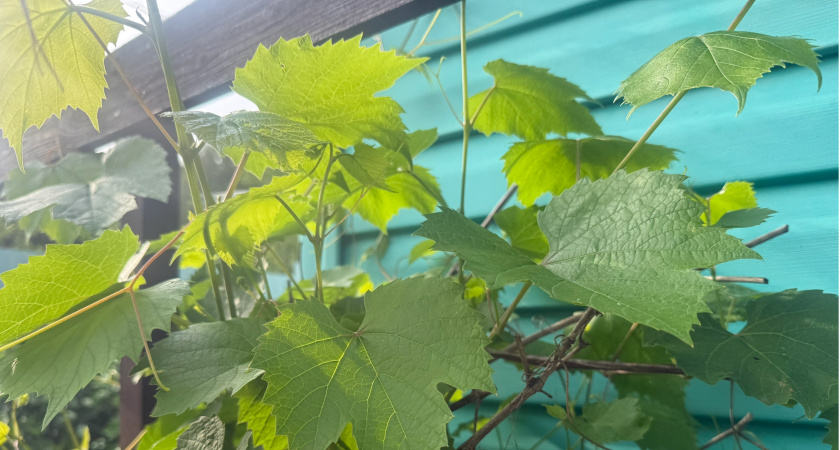 Воткнула под смородину — вся тля исчезла за 1 день: даже обрабатывать не нужно — листья чистые всё лето