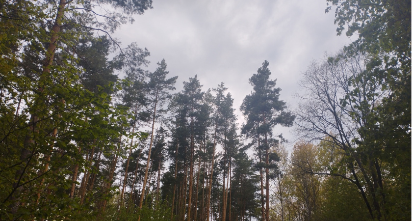 В Пензенской области с начала 2025 года выявлено 156 нарушений лесного законодательства
