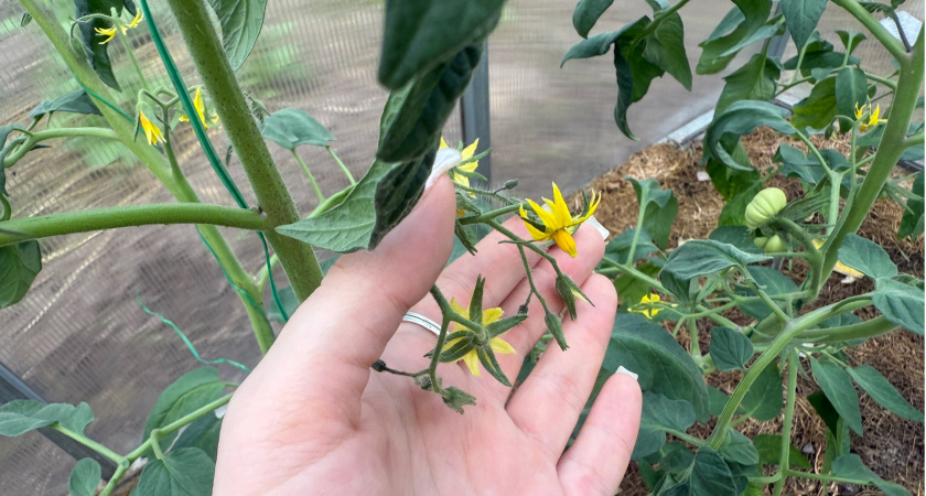 Цветущим скудно томатам — в июле срочно: делаю 1 подкормку — завязей после «миллионы»