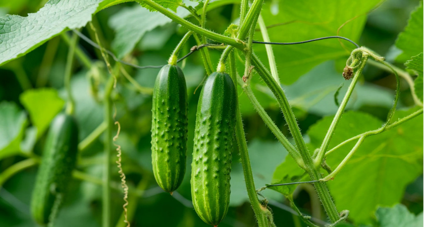 Не зола и не коровяк: чем полить огурцы в июле — с одной плети собираю по 7 килограммов зеленцов