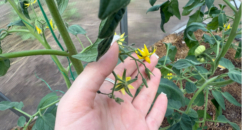 1 г на 10 л, и опрыскала помидоры в период цветения: ломятся от урожая даже в дождливое лето