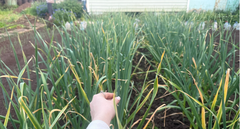 Никаких жёлтых перьев — верхушки лука зеленее изумруда: лью действенное средство и сыплю «природный порошок» — репки с кулак