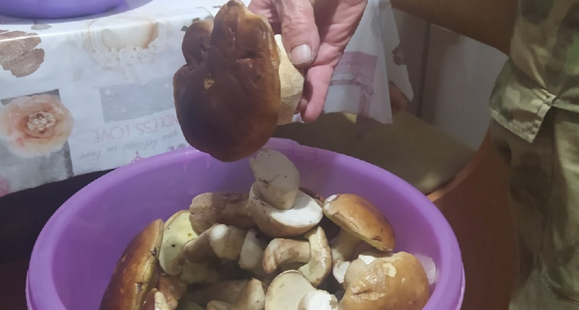 Нужно ли снимать кожицу со шляпок маслят: запомните раз и навсегда