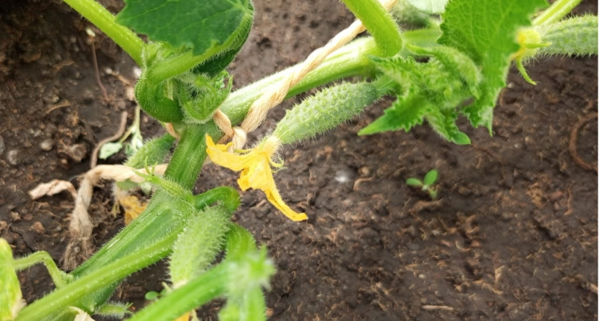 Поливаем огурцы пищевой содой: какой эффект даёт, как и когда правильно вносить подкормку