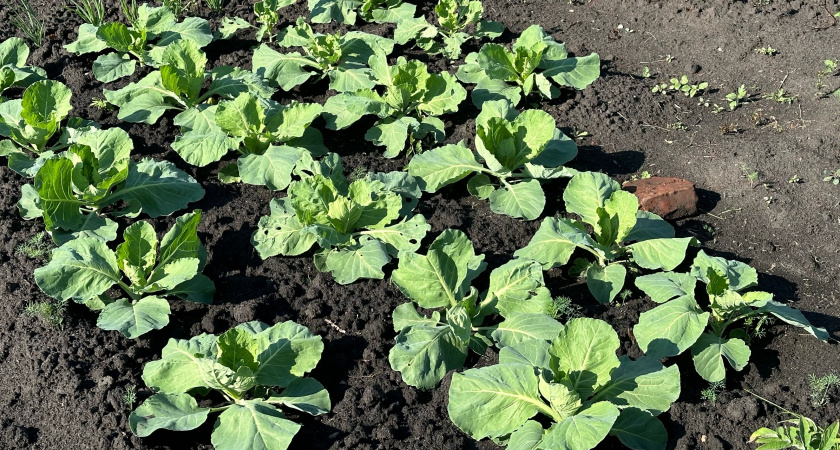 В июле — 10 л на 5 ложек для опрыскивания капусты: белокрылка в муках откинула лапки, а личинки усохли — целые листочки до конца сезона