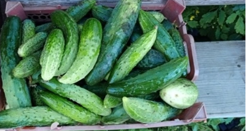 Невероятный соус «Огуречный релиш» на зиму — к мясу, рыбе или просто на хлеб. Можно из переросших огурцов