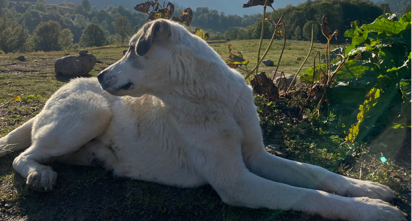 Пензенцу, которого укусил алабай, выплатят 40 тыс. рублей в качестве компенсации