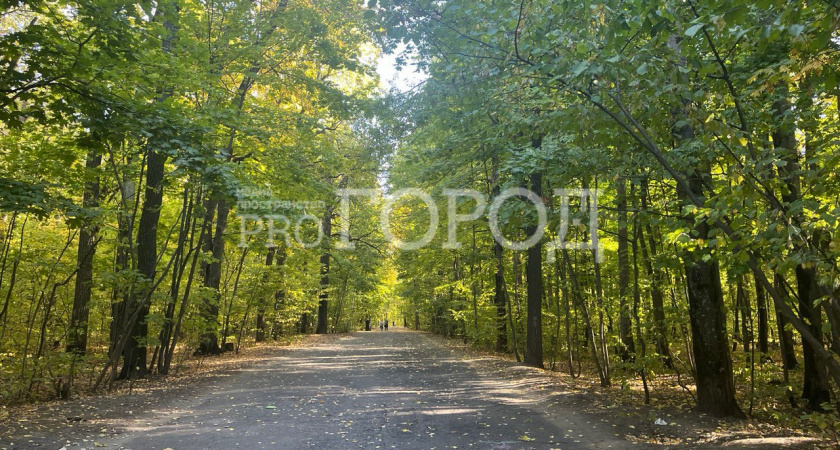 Волонтеры нашли 94-летнюю пензячку, заблудившуюся в лесу 