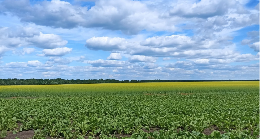Пензенские аграрии приступили к уборке озимых
