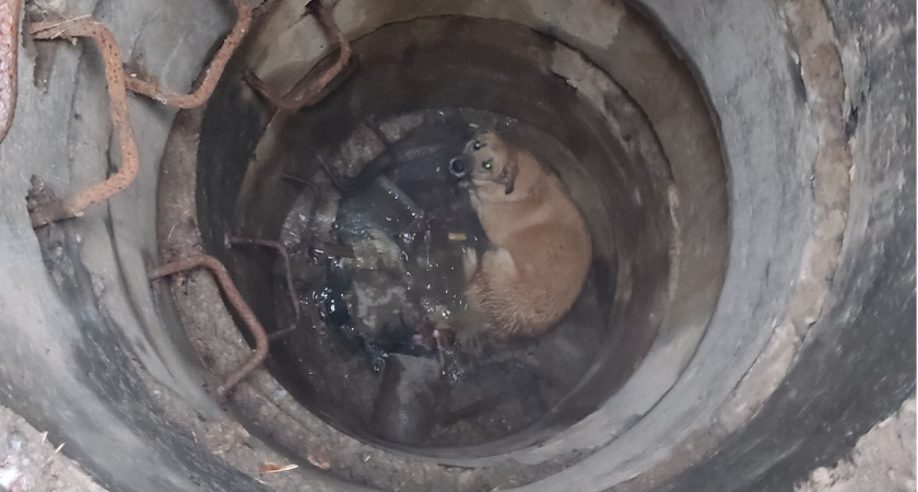 В Пензе спасатели помогли собаке выбраться из колодца на ул. Аустрина
