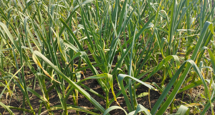 Вот когда нужно убирать чеснок, чтобы не высох и не сгнил: беспроигрышный метод - 3 хитрости