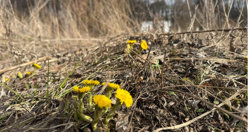 С начала года в Пензенской области возбуждено 15 дел о нарушении земельного законодательства