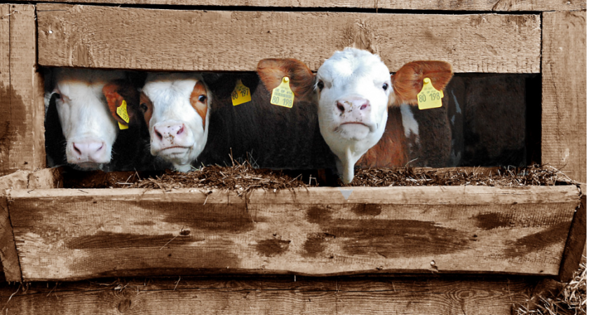 Буренок нет, а молоко есть: только устроившись на ферму водителем, понял как это устроено - больше молочку не покупаю 