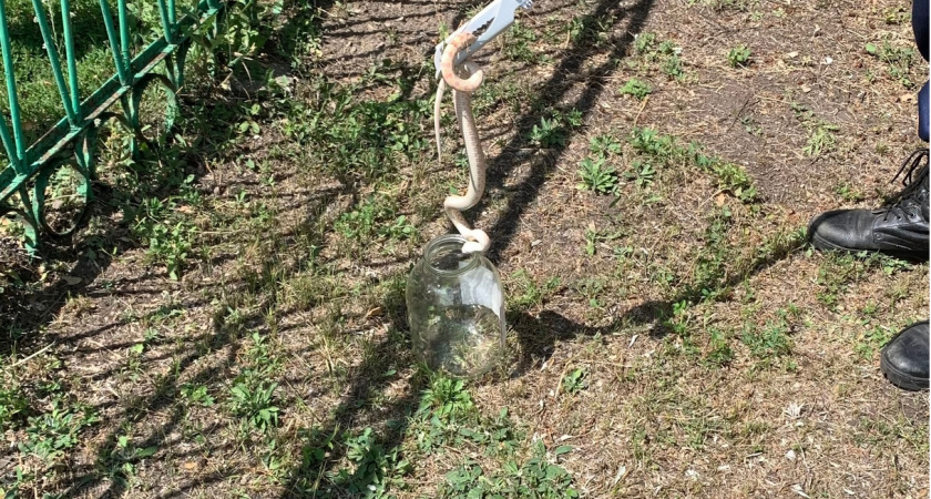 В Пензе спасатели поймали змею на территории детского сада