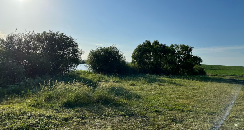На собственника земли в Шемышейском районе составлен протокол из-за сорняков