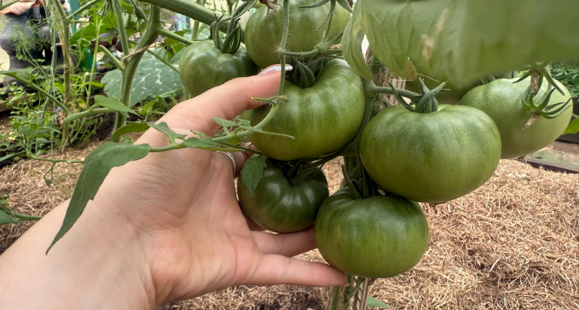 Идеальная схема подкормки томатов в конце июля: больше завязей, крупнее плоды