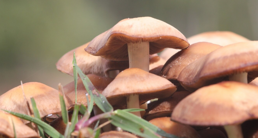 Нужно ли счищать кожицу со шляпок маслят: запомните раз и навсегда