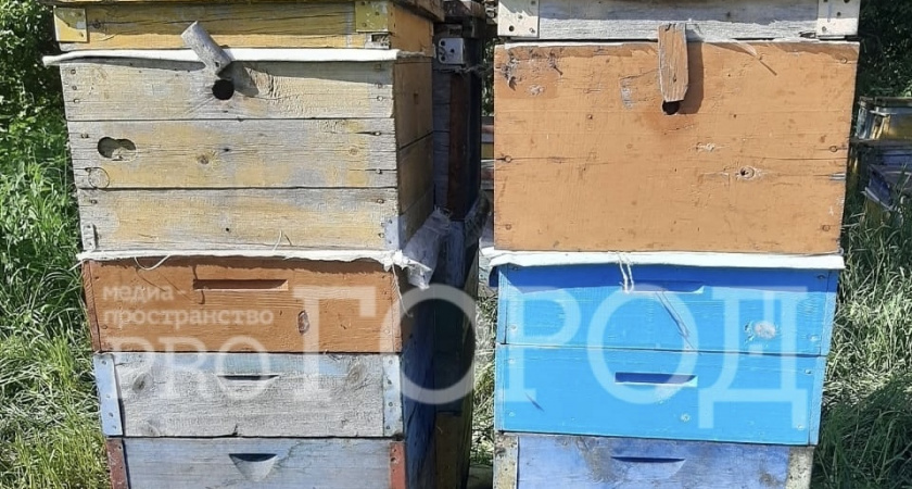 Крик души пчеловодов Сердобского района: история с массовой гибелью пчел получила продолжение