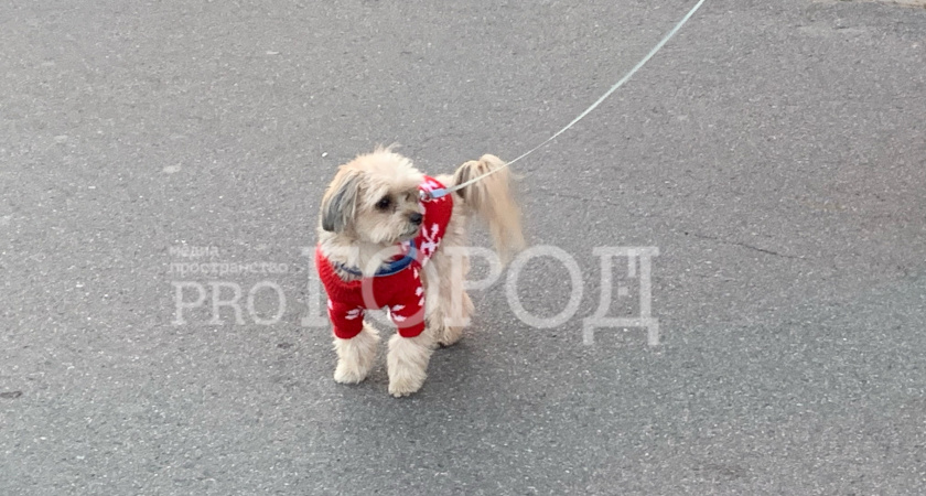 Пензенцам напомнили о важных правилах защиты животных во время прогулки