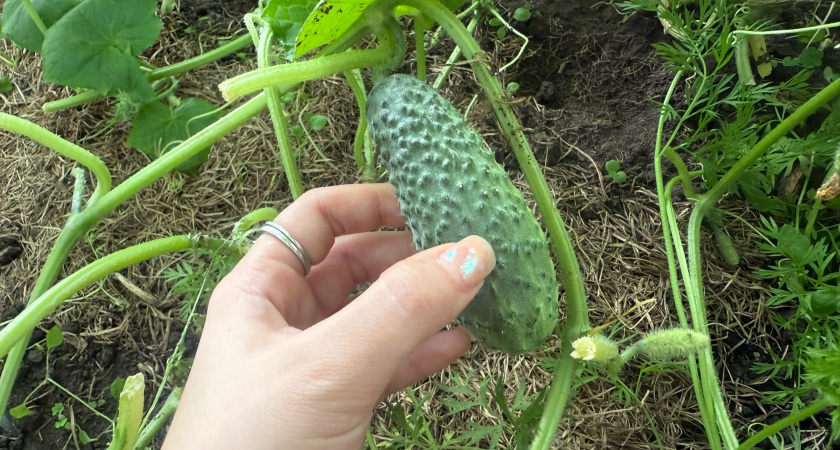 Армянская бабушка научила поливать огурцы кефиром. Теперь собираю урожай до ноября