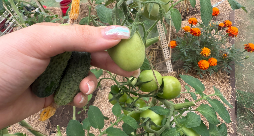 Сделайте так и помидоры на кустах в теплице созреют за пару дней: ускоряем созревание томатов - получаем обильный урожай