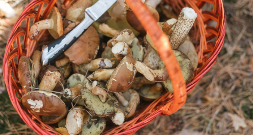 Нужно ли снимать кожицу со шляпок маслят: запомните раз и навсегда