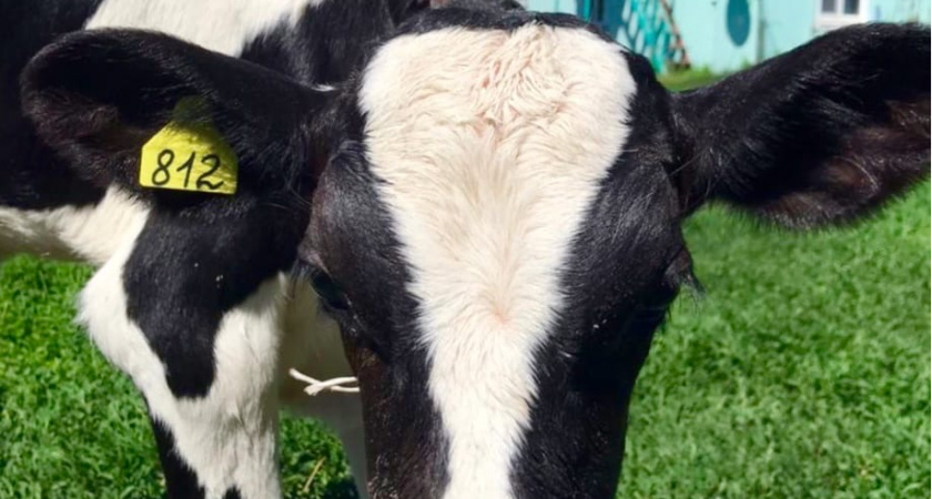 Стали известны итоги финансирования АПК Пензенской области за 7 месяцев 2025 года