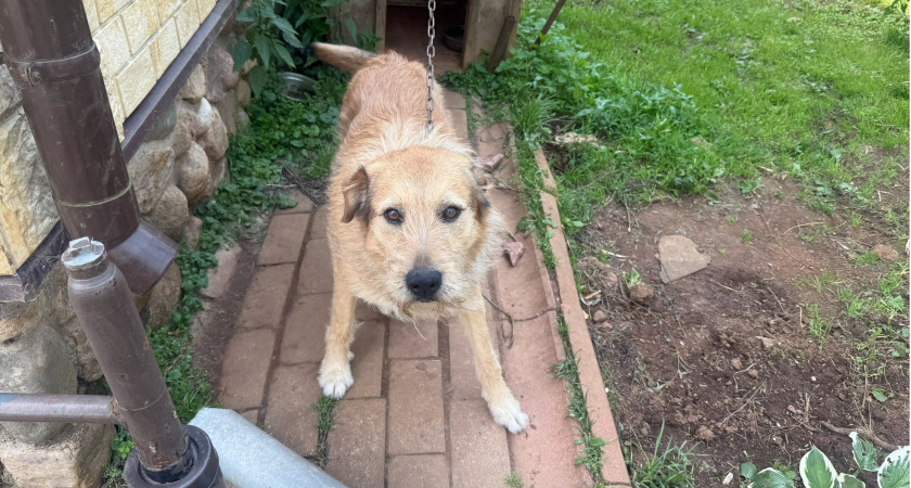 Бастрыкин поручил возбудить уголовное дело по факту нападения собаки на пенсионерку из Пензы