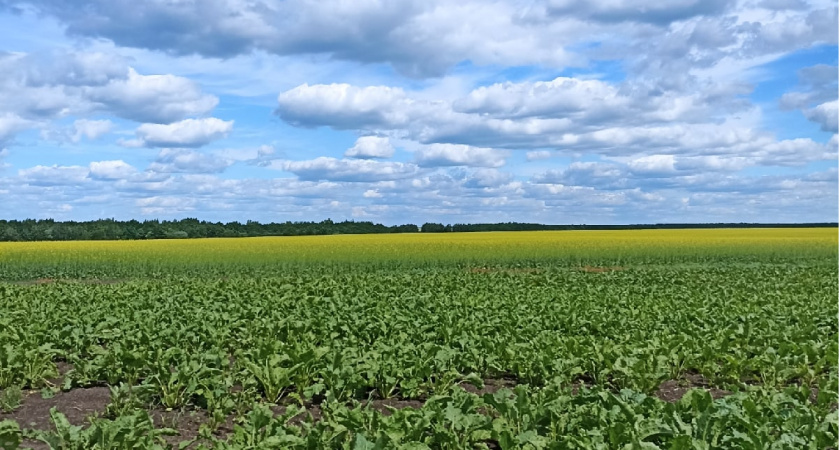 Пензенские аграрии собрали первый миллион тонн зерна