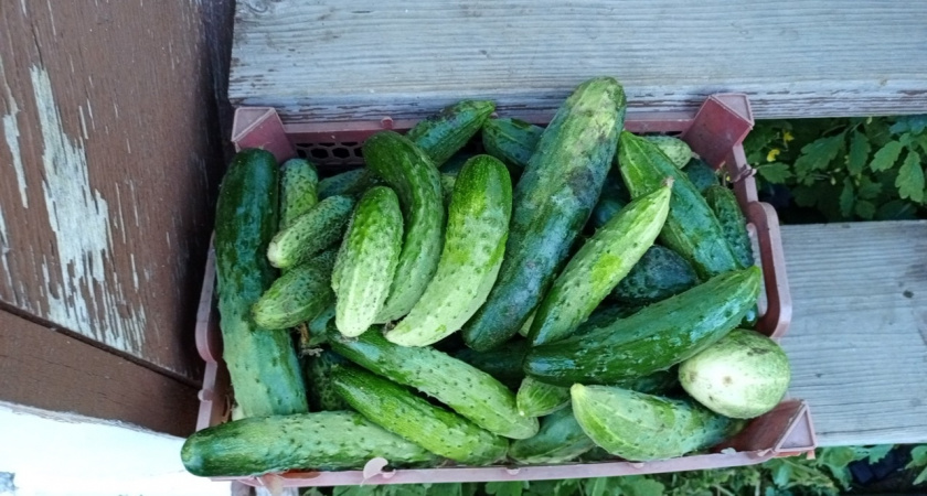 Никогда и отдавайте соседке лишние овощей со своего огорода, лучше выбросите. Вот почему нельзя отдавать