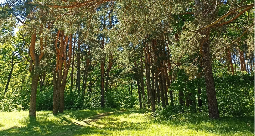 В Пензенской области введены ограничения для обеспечения пожарной безопасности в лесах
