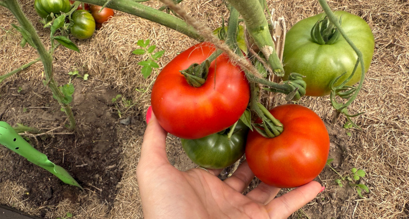 Сделайте так и помидоры на кустах в теплице созреют на глазах: ускоряем созревание томатов - получаем мощный урожай