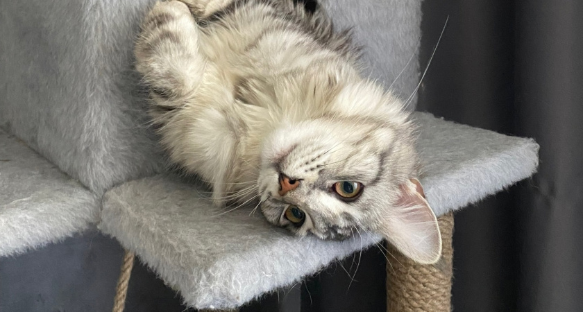 Сколько раз в день нужно кормить кошку - запомните раз и навсегда 