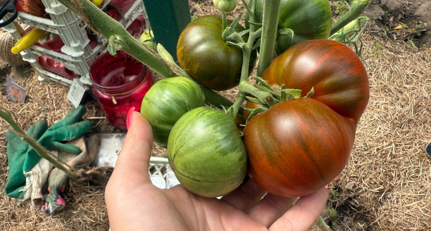 Вот что мешает покраснеть помидорам в августе: агрономы советуют - 3 ошибки, которые совершаю даже бывалые дачники 