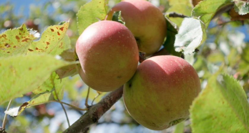 Никогда не выбрасывайте падалицу с яблонь, груш и слив: вы избавляетесь от настоящего "золота" для сада - рабочая хитрость 